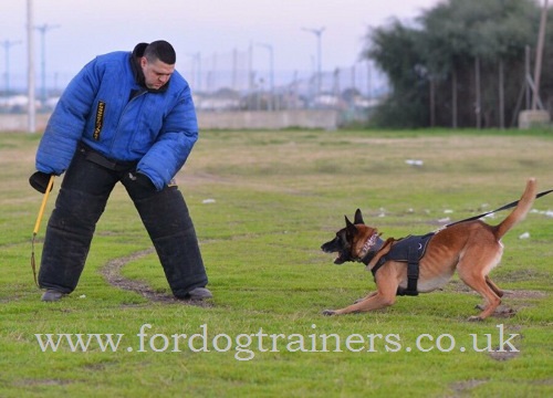 Dog training harness for Schutzhund